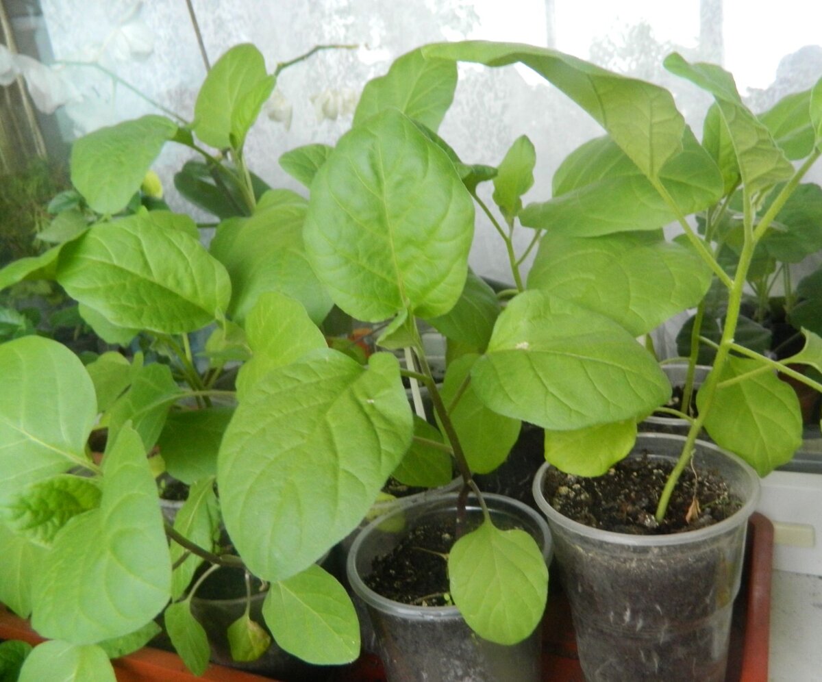 Можно ли выращивать баклажаны посевом в открытый грунт?