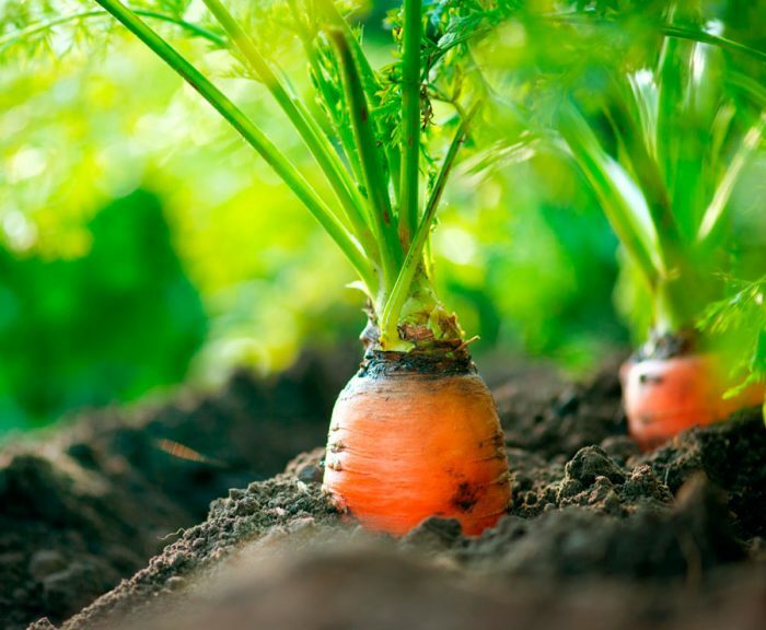 Морковь: как вырастить хороший урожай