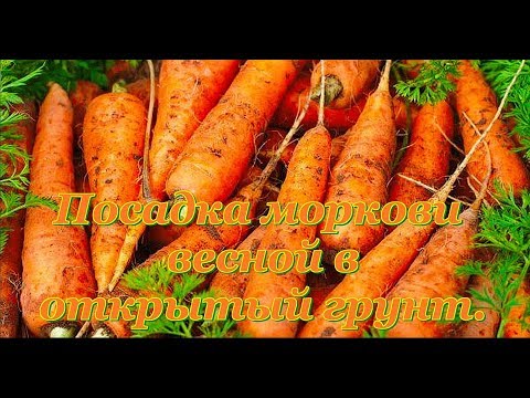 Как сэкономить на семенах моркови?