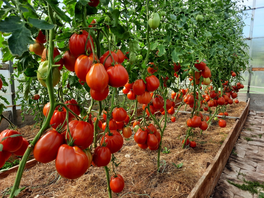 В каких регионах хорошо растет томат Пузата хата?