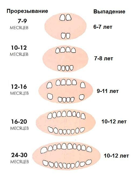 Как долго прорезываются зубы?