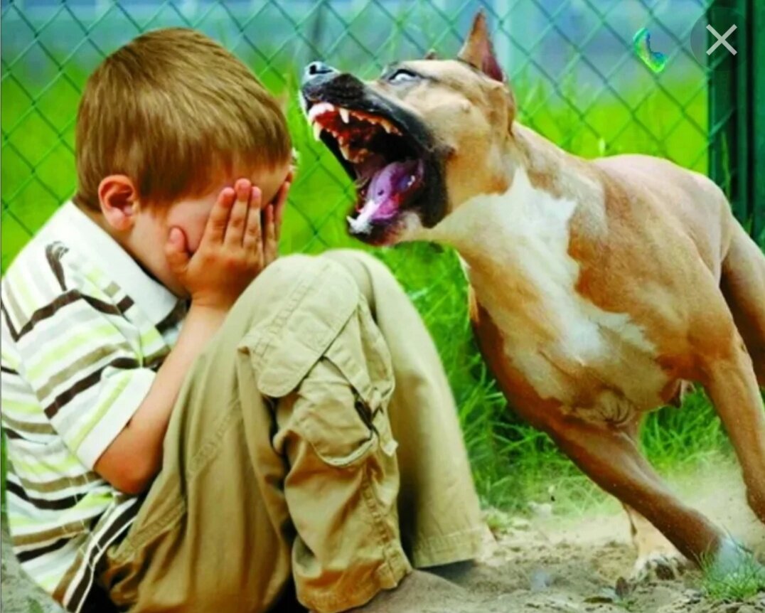 Лечение ребенка после укуса собаки
