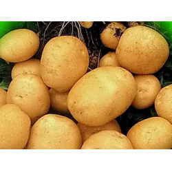 Отзывы огородников и садоводов о картофеле Гала