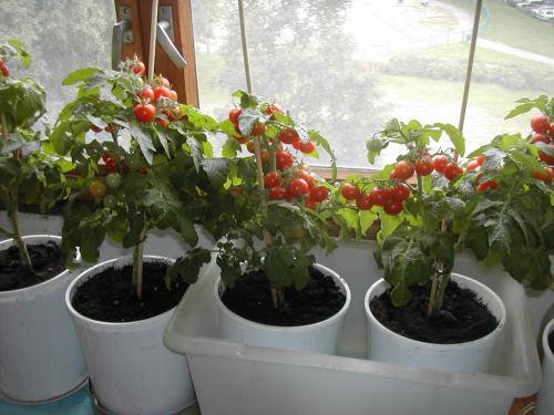 Пошаговая инструкция по выращиванию помидоров на подоконнике для начинающих