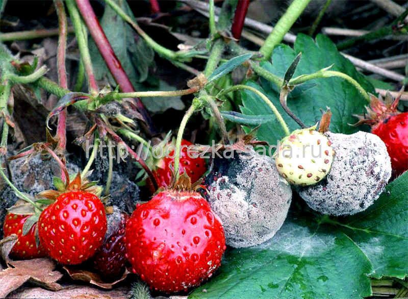 Вредители ягодных кустарников