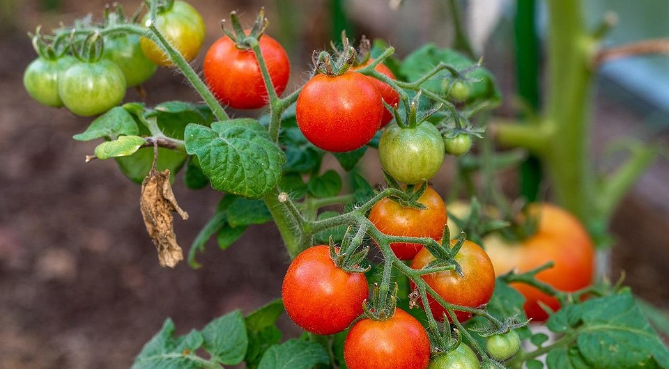 Проблемы с помидорами: что делать и как лечить