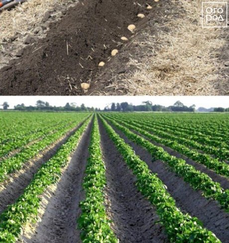 Условия посадки картофеля
