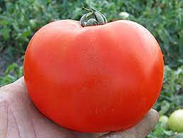 Лучшие сорта томатов для теплиц