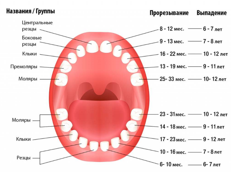 Когда выпадают молочные зубы у детей