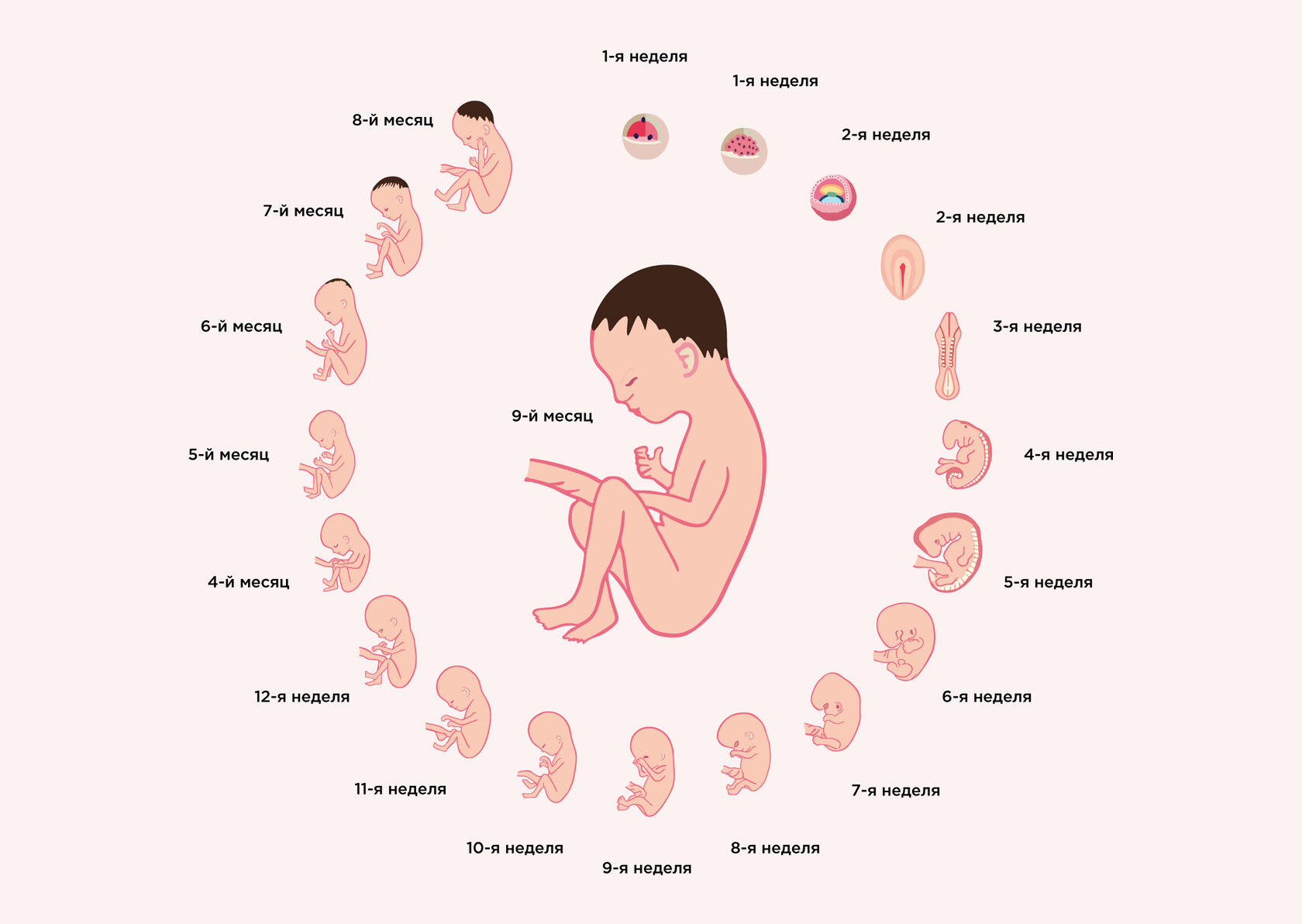 17 неделя беременности от зачатия