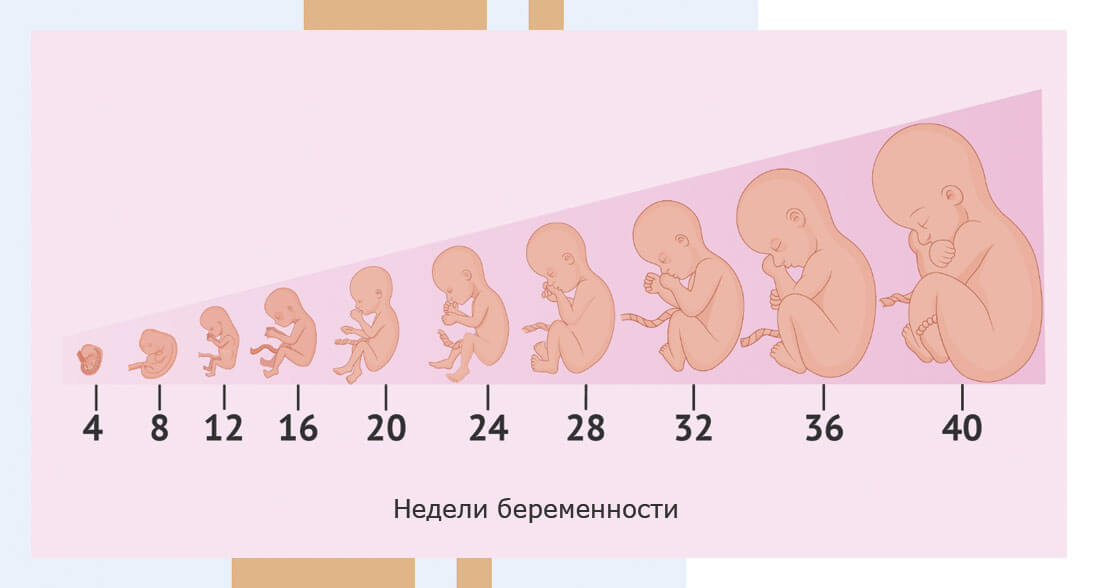33 неделя беременности от зачатия