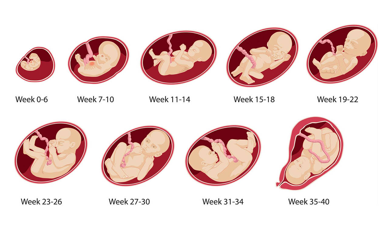 26 неделя беременности от зачатия